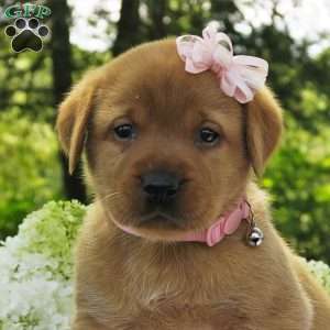 Willow Breeze, Fox Red Labrador Retriever Puppy